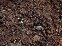 Microhyla