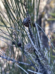 Allocasuarina verticillata