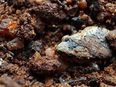 Microhyla