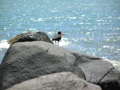 Haematopus fuliginosus