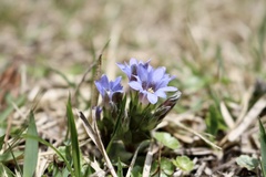 Gentiana zollingeri