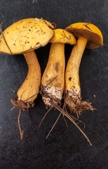 Suillus punctipes
