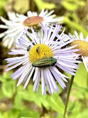 Acmaeodera resplendens