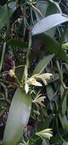 Vanilla planifolia image