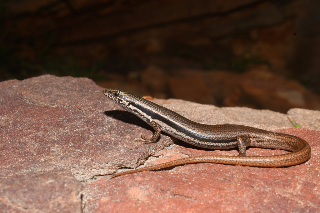 Woodland Morethia Skink