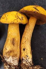Suillus punctipes