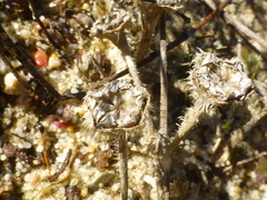 Drosanthemum hispifolium