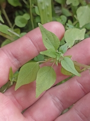 Parietaria debilis