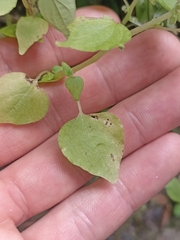 Parietaria debilis