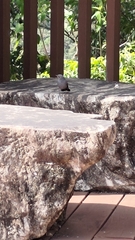 Phoenicurus fuliginosus