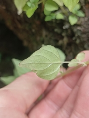 Parietaria debilis
