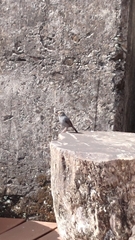 Phoenicurus fuliginosus