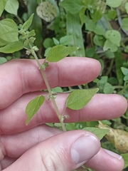 Parietaria debilis