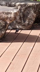 Phoenicurus fuliginosus