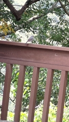 Phoenicurus fuliginosus