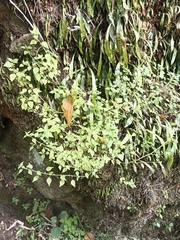 Parietaria debilis