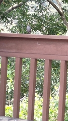 Phoenicurus fuliginosus