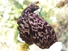 Cycloglypha thrasibulus thrasibulus