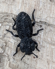 Phloeodes diabolicus