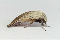 Tortricopsis pyroptis