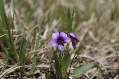 Viola mandshurica