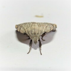 Tortricopsis pyroptis