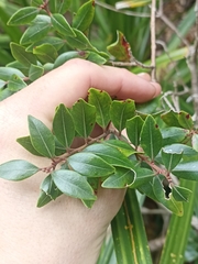 Metrosideros robusta