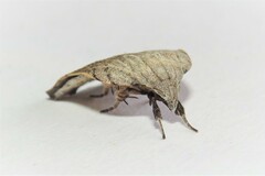 Tortricopsis pyroptis