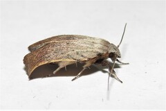 Tortricopsis pyroptis