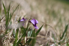 Viola mandshurica