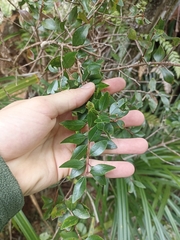 Metrosideros robusta