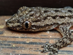 Hemidactylus parvimaculatus