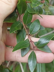 Metrosideros robusta