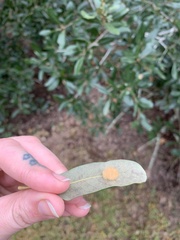Druon quercuslanigerum
