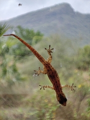 Hemidactylus parvimaculatus