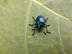 Platycorynus peregrinus