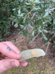Druon quercuslanigerum