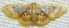 Idaea scintillularia