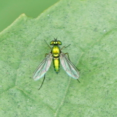 Chrysosoma globiferum