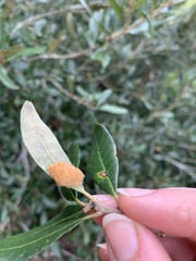 Druon quercuslanigerum