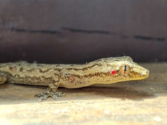 Hemidactylus parvimaculatus