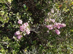 Erica multiflora