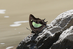 Polyura athamas