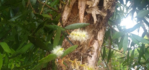 Melaleuca leucadendra image