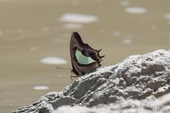 Polyura athamas