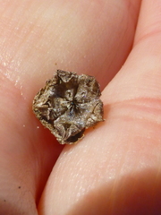 Drosanthemum hispifolium