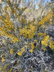 Acacia colletioides