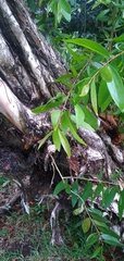 Melaleuca leucadendra image