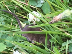 Sorex vagrans