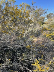 Acacia colletioides